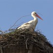 Storchennest auf dem Fabrikschornstein in Dannenberg (Elbe)